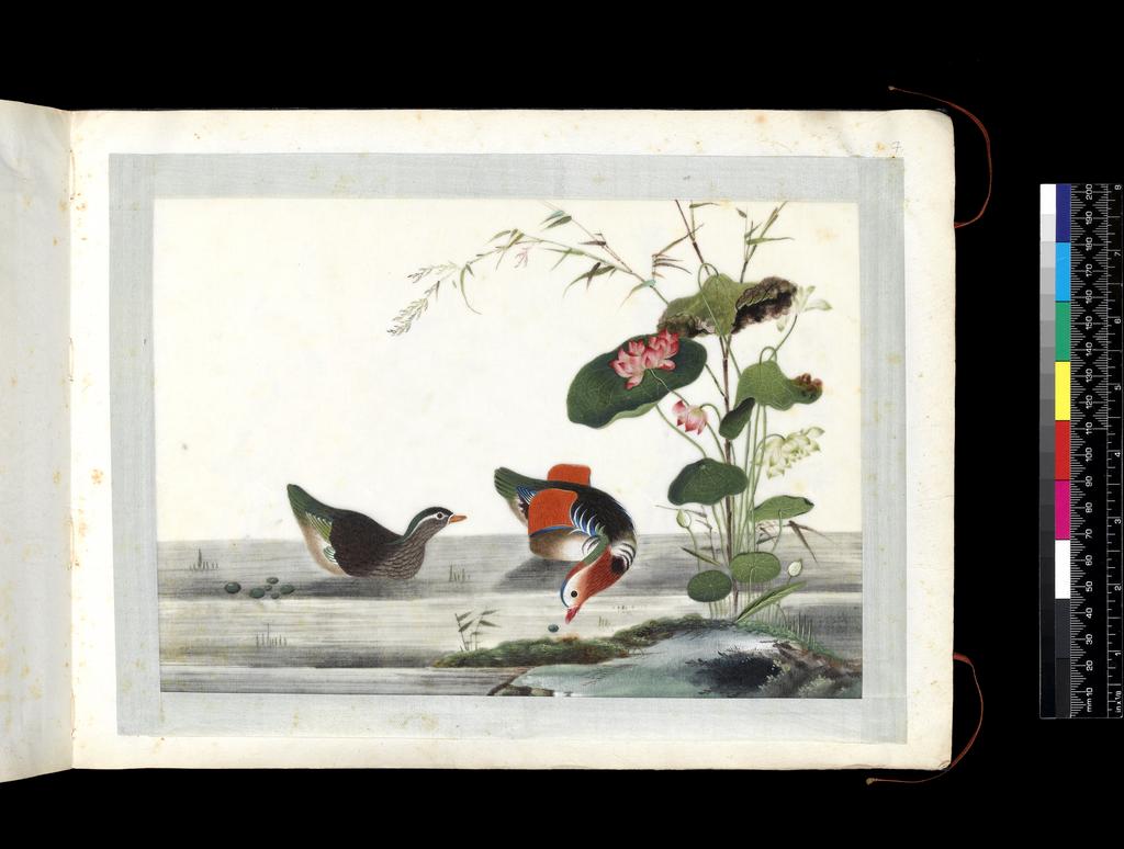 An image of Album. Birds. Mandarin ducks (Aix galericulata). A male and female. Youqua (Chinese, ac.1840-1870). Watercolour, bodycolour and ink with heightening in white on pith paper, laid down with with strips of blue silk-covered paper. Height 250 mm, width 337 mm. Part album containing 12 watercolours on pith paper, 4171. Production Note: Export album made for the Western market.