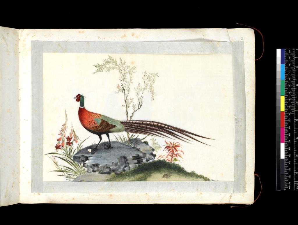 An image of Album. Birds. Chinese Ring-necked Pheasant. The male (cock) in profile. Youqua (Chinese, ac.1840-1870). Watercolour, bodycolour and ink with heightening in white on pith paper, laid down with with strips of blue silk-covered paper. Height 250 mm, width 337 mm. Part album containing 12 watercolours on pith paper, 4171. Production Note: Export album made for the Western market.