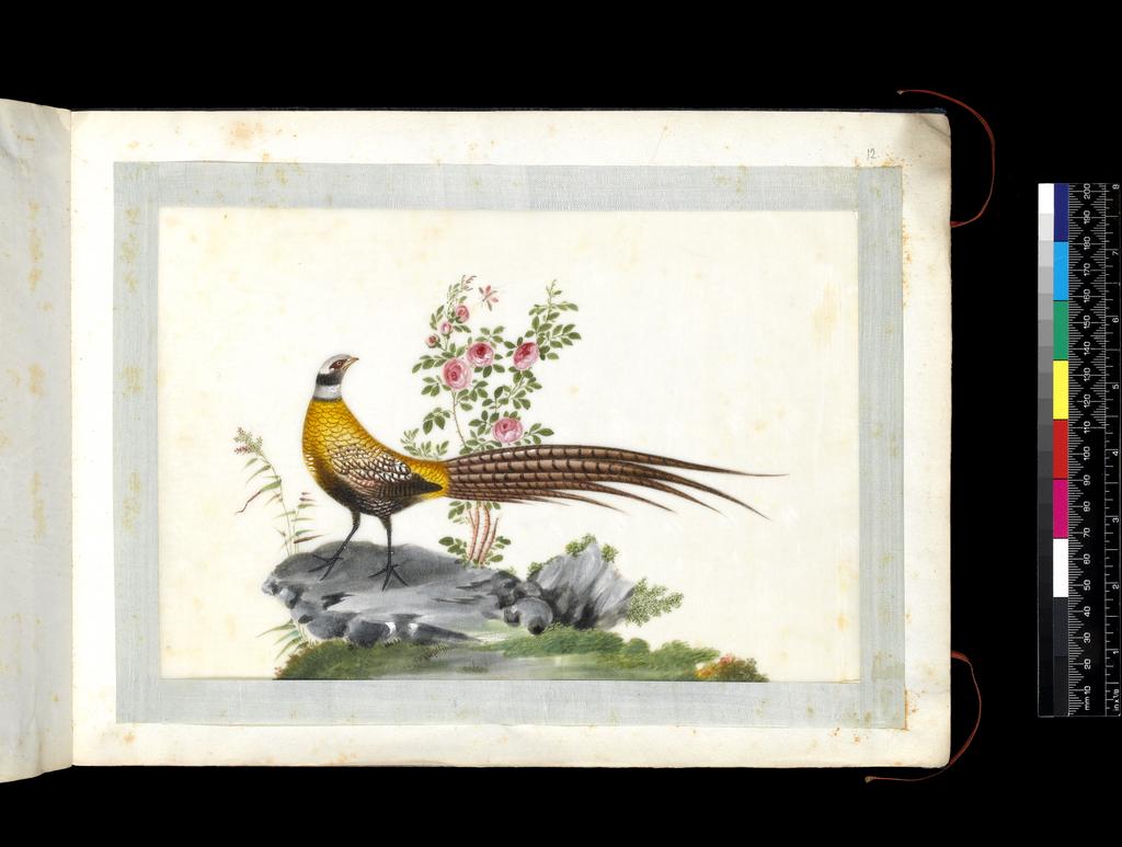 An image of Album. Birds. Reeves' Pheasant (Syrmaticus reevesii). Youqua (Chinese, ac.1840-1870). Watercolour, bodycolour and ink with heightening in white on pith paper, laid down with with strips of blue silk-covered paper. Height 250 mm, width 337 mm. Part album containing 12 watercolours on pith paper, 4171. Production Note: Export album made for the Western market.