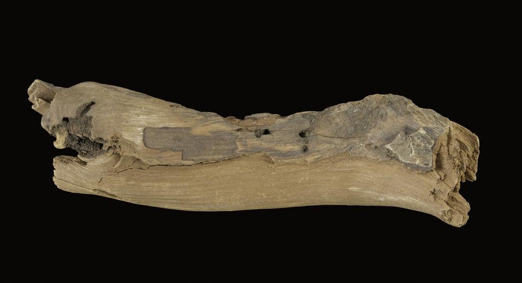 An image of Organic remains/miscellaneous remains. Vine, fragment. Production Place: Egypt. Find Spot: Amarna, el- Egypt. Wood, depth 0.03 m, length 0.125 m, width 0.03 m.