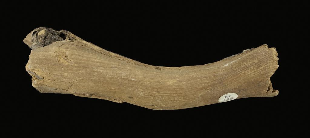 An image of Organic remains/miscellaneous remains. Vine, fragment. Production Place: Egypt. Find Spot: Amarna, el- Egypt. Wood, depth 0.03 m, length 0.125 m, width 0.03 m.