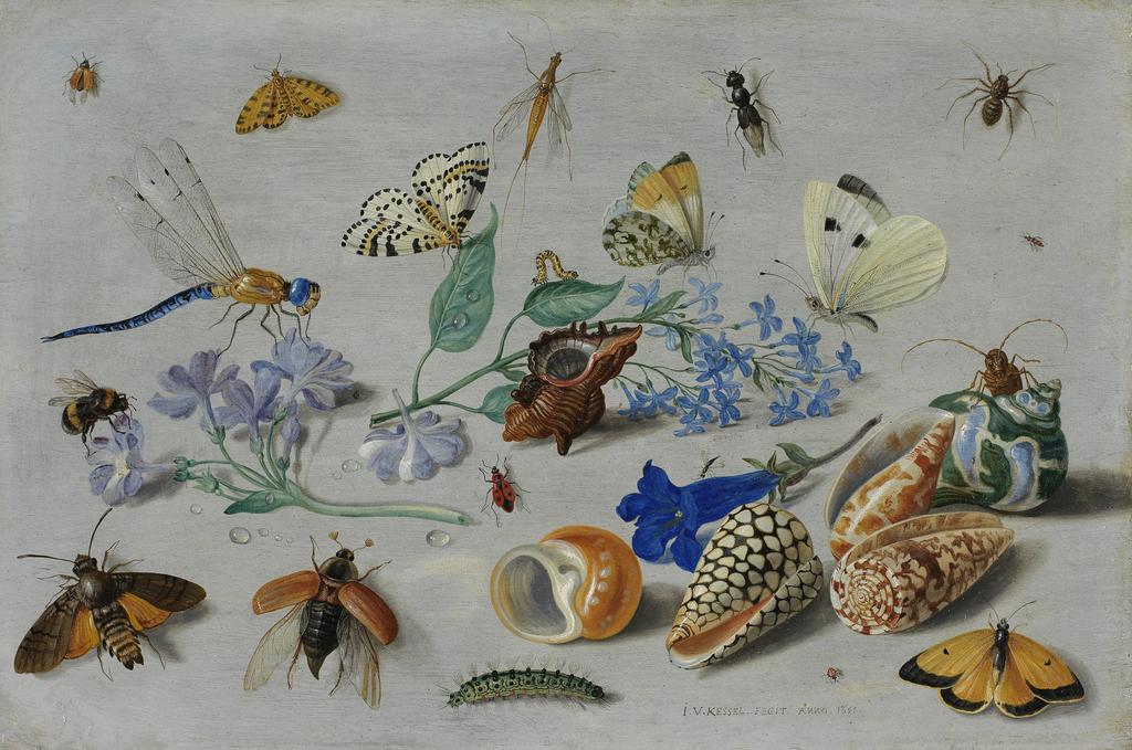 An image of Butterflies and other insects. Kessel, Jan van I (Flemish, 1626-1679). Oil on copper, height 19.1 cm, width 28.9 cm, 1661.