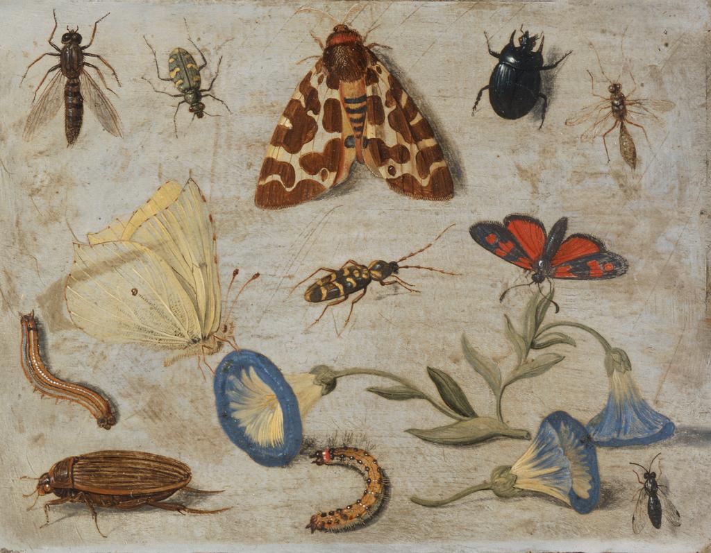 An image of Insects. Kessel, Jan van I (Flemish, 1626-1679). Oil on copper, height 11.8 cm, width 15.1 cm.