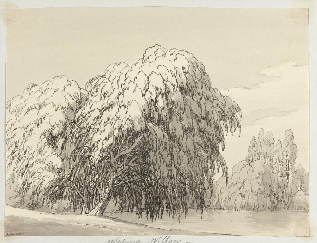 An image of Fourteen etchings of trees. Cozens, John Robert (British, 1752-1797). Fourteen soft-ground etchings, mounted on original backing sheets with etched border-lines, stitched together as per original issue. Soft-ground etching, hand colouring, black carbon ink on paper, 1789.