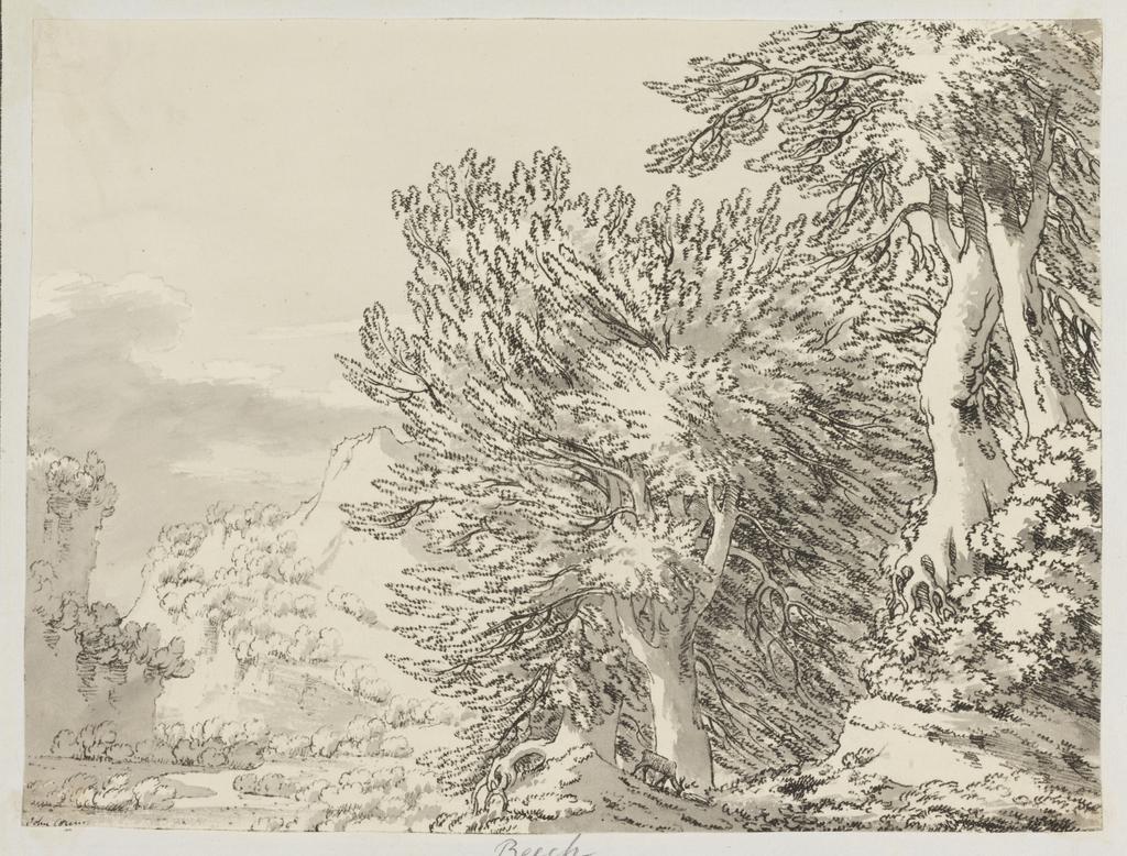 An image of Fourteen etchings of trees. Cozens, John Robert (British, 1752-1797). Fourteen soft-ground etchings, mounted on original backing sheets with etched border-lines, stitched together as per original issue. Soft-ground etching, hand colouring, black carbon ink on paper, 1789.