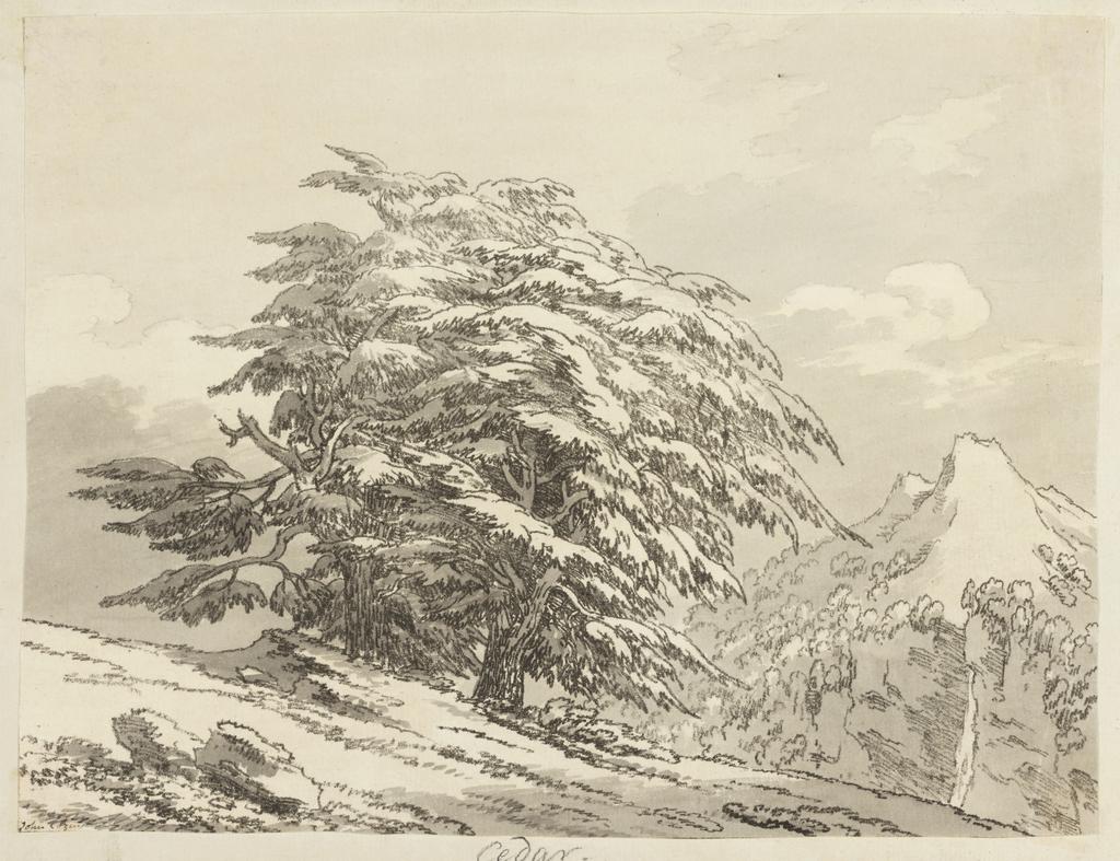 An image of Fourteen etchings of trees. Cozens, John Robert (British, 1752-1797). Fourteen soft-ground etchings, mounted on original backing sheets with etched border-lines, stitched together as per original issue. Soft-ground etching, hand colouring, black carbon ink on paper, 1789.