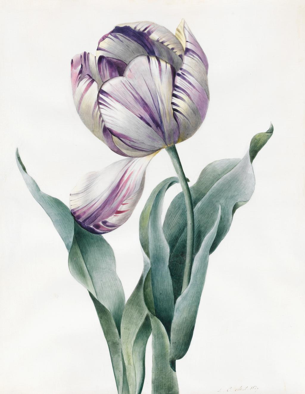 An image of Rembrandt Tulip. Louise d'Orleans (French, 1812-185?). Graphite, watercolour with some bodycolour on vellum. Height: 260 mm, width: 206 mm. 1827.