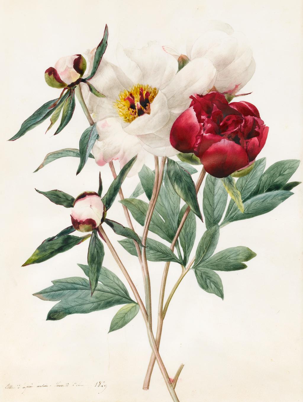 An image of Red and White Herbaceous Paeonies. Louise d'Orleans (French, 1812-185?). Watercolour with some bodycolour on vellum. Height: 304 mm, width: 228 mm. 1829.