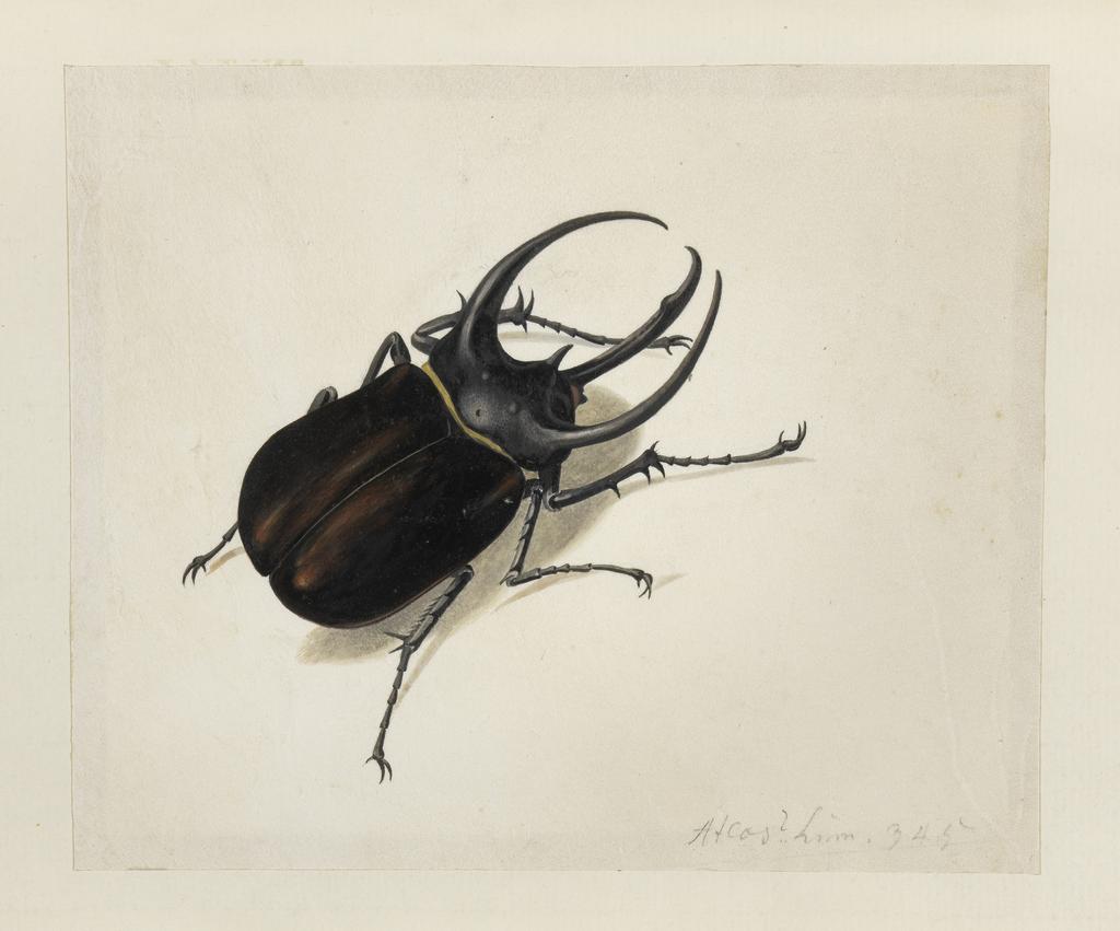 An image of Stag Beetle. Ehret, Georg Dionysius (German, 1708-1770). Watercolour and bodycolour reinforced with gum Arabic on vellum, height 142 mm, width 170 mm. Album: Botanical Drawings.