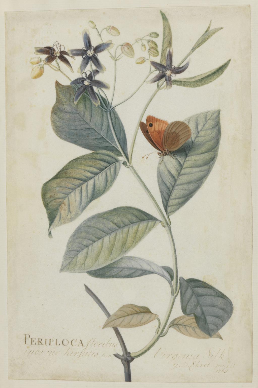 An image of Album. Botanical Drawings. Periploca floribus. Ehret, Georg Dionysius (German, 1708-1770). Graphite and watercolour on vellum, height 231 mm, width 152 mm. Album containing 19 watercolours on vellum, mounted (pasted onto the pages of the album). Bound in brown leather, gold tooled. Page size 255 mm, page width 182 mm. 1765.