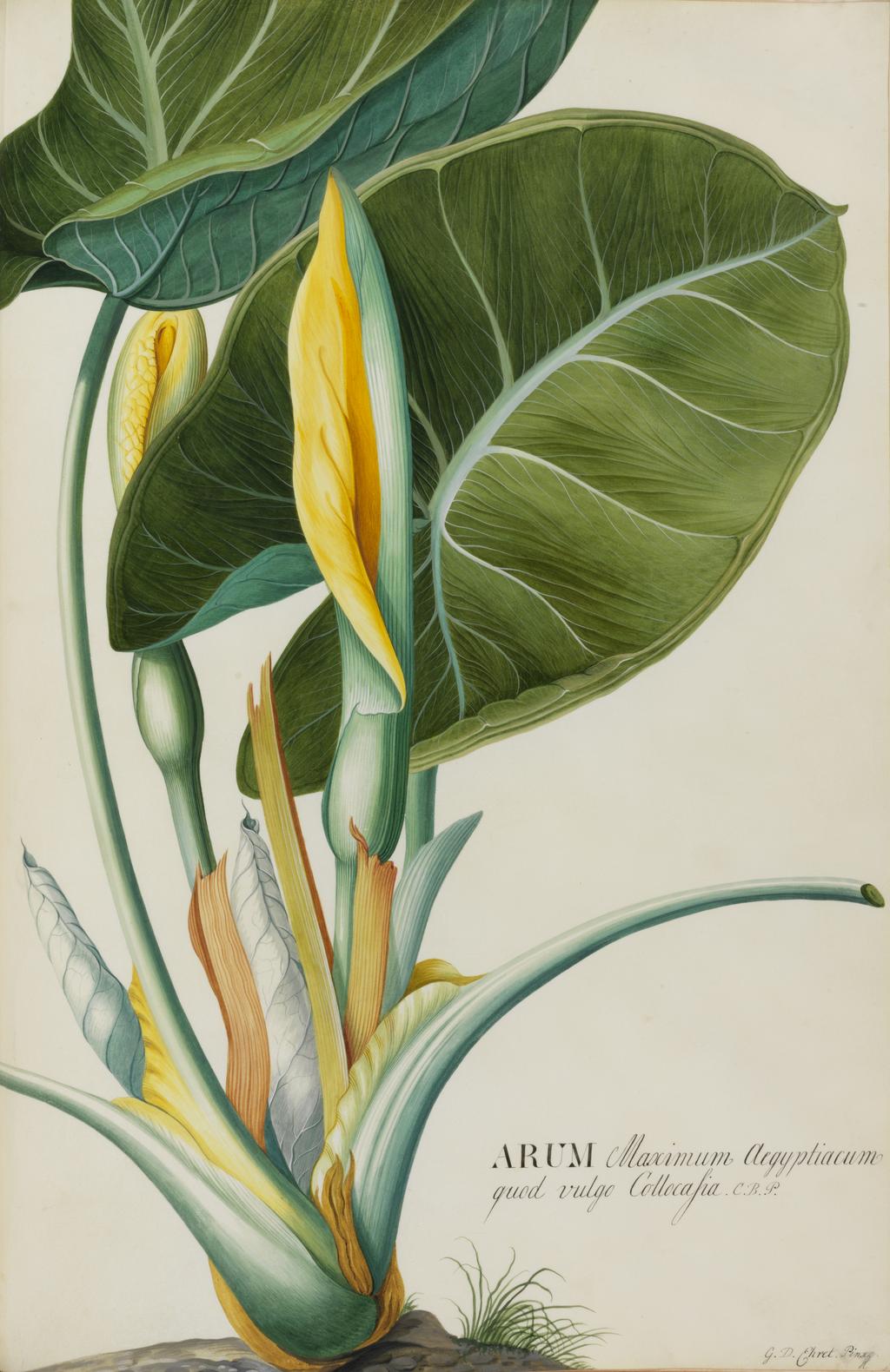 An image of Arum (By Miller Arum is Wake-Robin or Cuckoo Pint). Ehret, Georg Dionysius (German, 1708-1770). Watercolour and bodycolour on vellum, height 525 mm, width 360 mm. Description: Study of the growing plant with leaves and flowers.