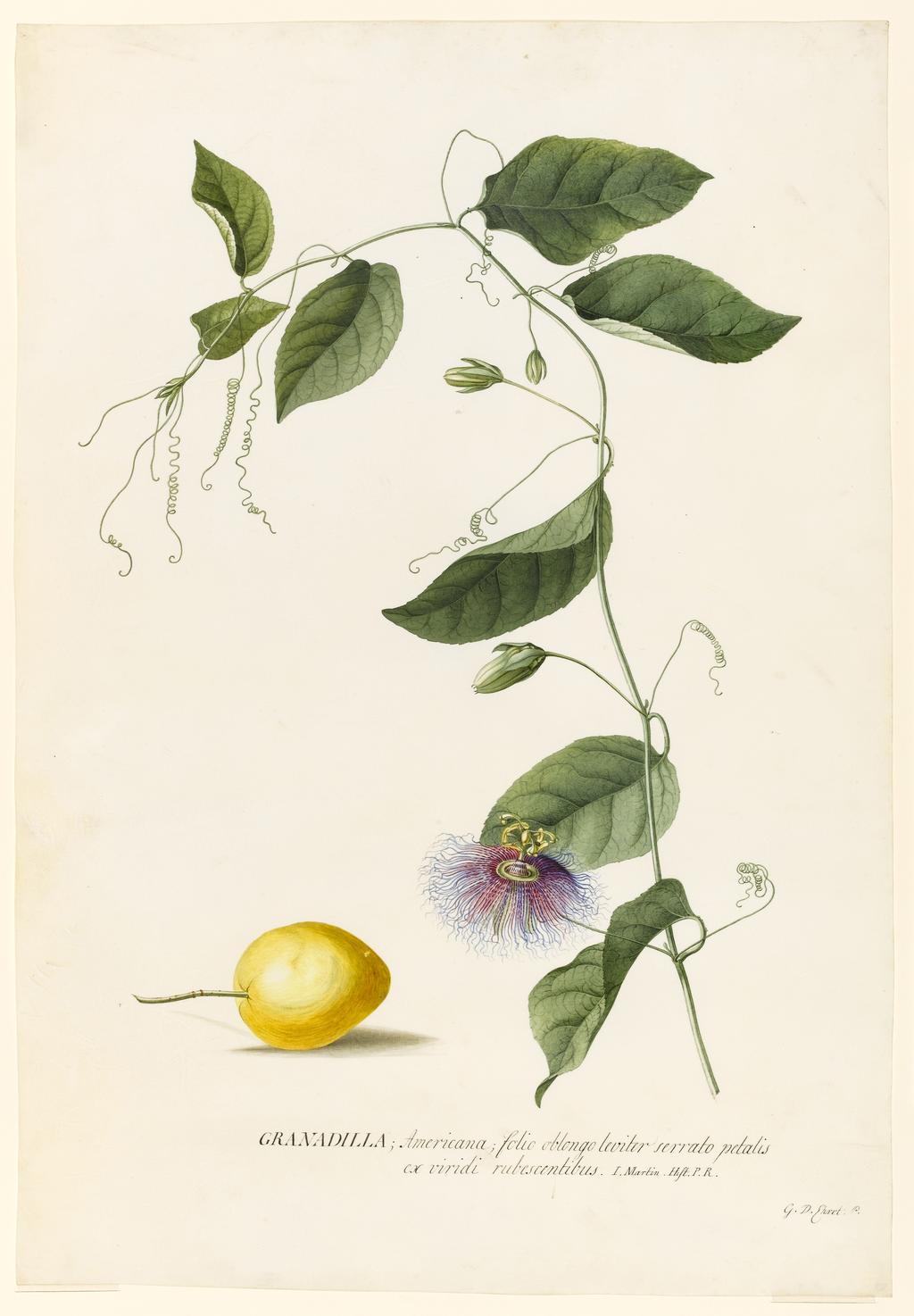 An image of Title/s: Granadilla Americana (Passiflora) 
Maker/s: Ehret, Georg Dionysius (draughtsman) [ULAN info: German artist, 1710-1770]
Description: Study of single flowering stem with buds, leaves and curled tendrils and lower left detail study of yellow fruit. Removed from album and mounted separately. 
Technique Description: watercolour and some bodycolour on vellum 
Dimensions: height: 537 mm, width: 372 mm
 

 
