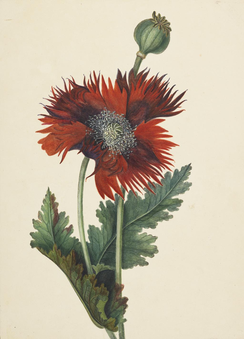 An image of Poppy. Cockerell, The Hon. Lady (British, 19th Century). Watercolour, bodycolour including white with gum Arabic over slight traces of graphite on card, height, support, 355 mm, width, support, 258 mm. Part Of: PD.119-1973, Flower album.