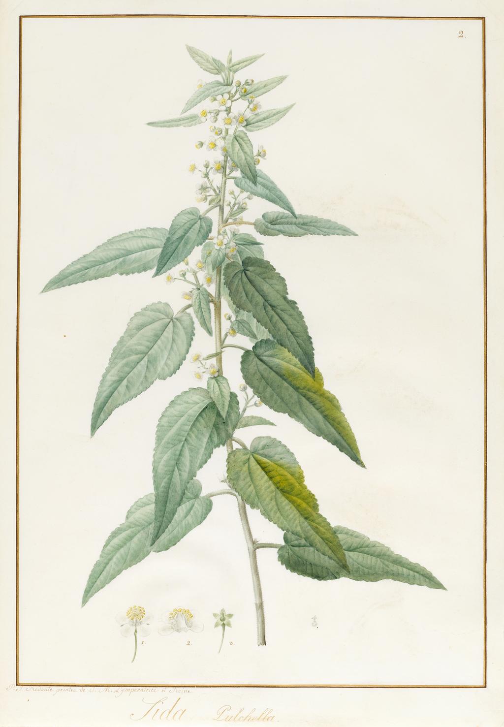 An image of Sida Pulchella. Redouté, Pierre Joseph (Flemish, 1759-1840). Graphite and watercolour on vellum, margins ruled in red and gold ink, height 437 mm, width 301 mm.