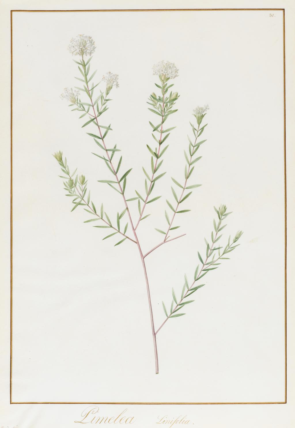 An image of Pimelea Linifolia. Redouté, Pierre Joseph (Flemish, 1759-1840). Watercolour and bodycolour over graphite on vellum, margins ruled in red and gold ink, height 447 mm, width 318 mm, 1812.