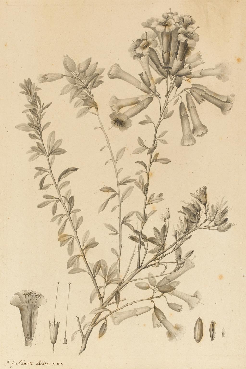 An image of Periphragmos Species. Redouté, Pierre Joseph (Flemish, 1759-1840). Black ink and grey wash on paper, stuck down on brown mount with gold edging. height: (sheet size): 376 mm, width: (sheet size): 252 mm. 1787.