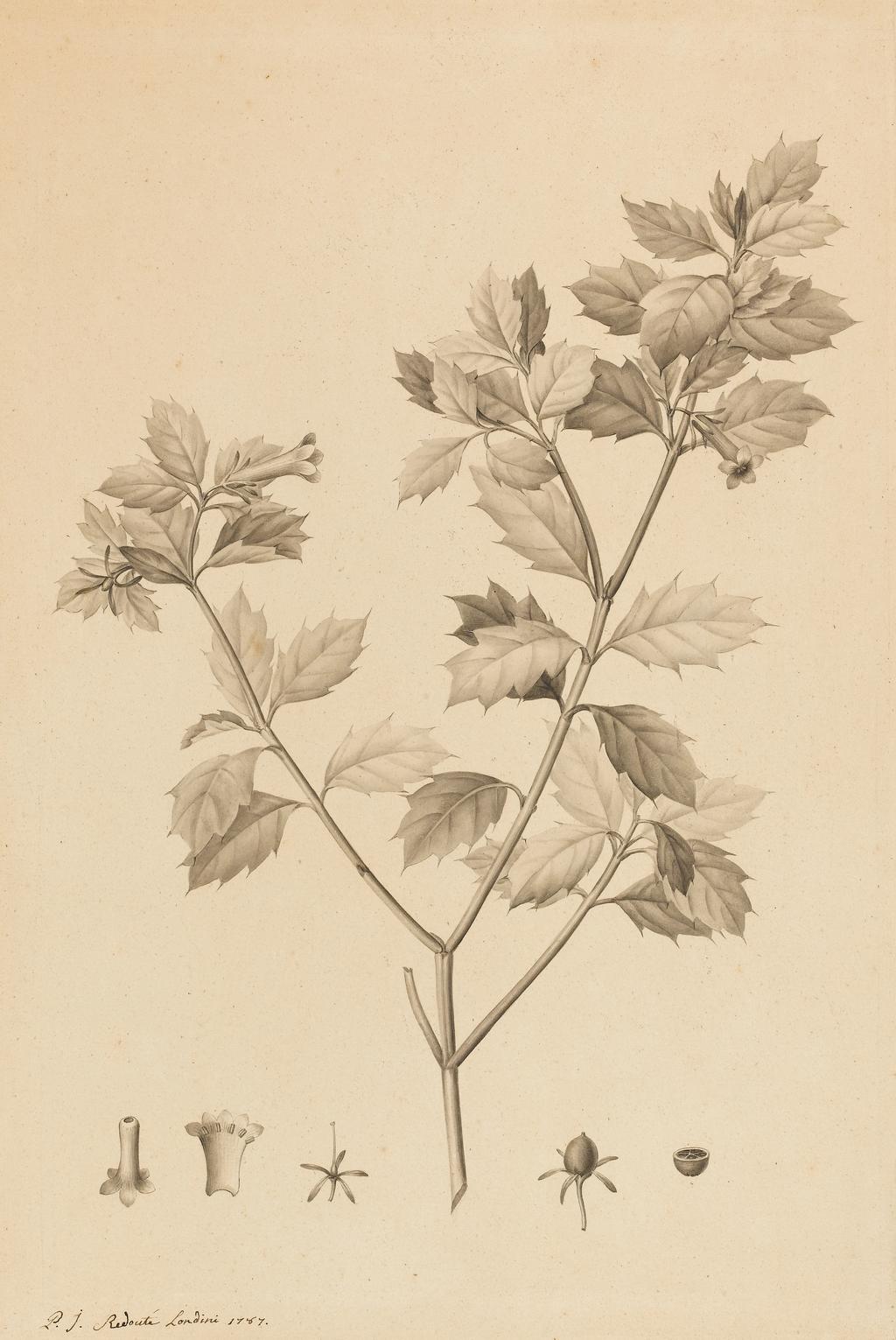 An image of Desfonainia spinosa. Redouté, Pierre Joseph. Flemish, (1759-1840). Detail studies in wash of flower parts and section, seed-head and section. Point of the brush and grey wash on paper, height (sheet size) 377 mm, width (sheet size) 252 mm, 1787.