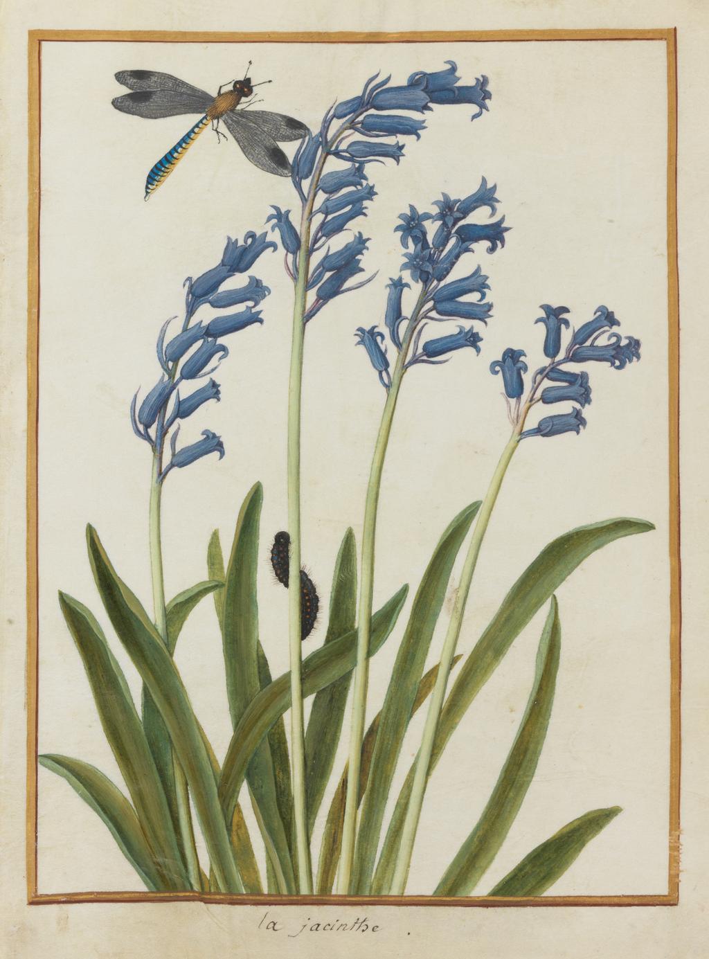 An image of Album. Flower drawings. Bluebell (Endymon non-scriptus) and a dragonfly. Unknown French draughtsman. Watercolour and some bodycolour on vellum tipped in on album sheet, height 244 mm, width 181 mm, circa 1750. Notes: Containing 44 drawings on vellum, tipped in on the pages of an album bound in red leather tooled in gilt. The pages are grey rough paper with white interleaves and multi-coloured end-papers. Each drawing is contained by ruled margins coloured in gold and red.