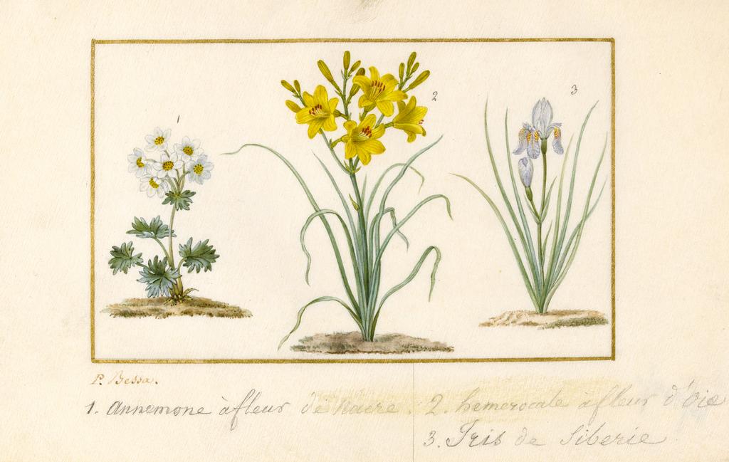 An image of Anemone, Hemerocale and Iris. Bessa, Pancrace (French, 1772-1835). Graphite, watercolour and bodycolour on vellum, height 139 mm, width 206 mm.