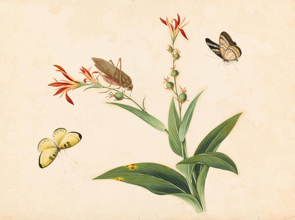 An image of Stem with Flowers in Bud and Bloom, Surrounded by Butterflies and Insects. Unknown, Chinese. Bodycolour on paper, height 303 mm, width 440 mm.
