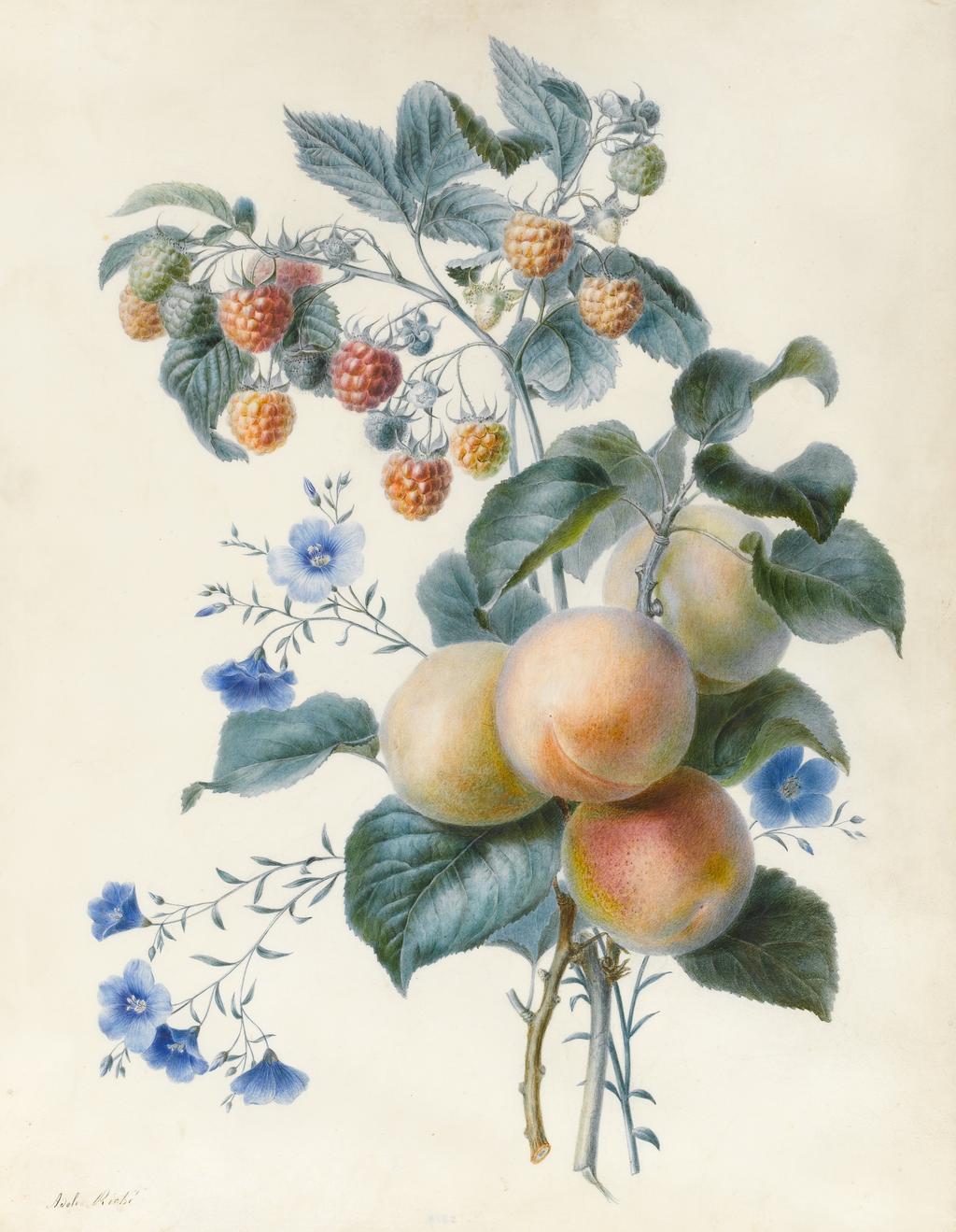 An image of Riche, Adèle. Flowers with plums and raspberries on their branches. Watercolour and bodycolour on vellum.