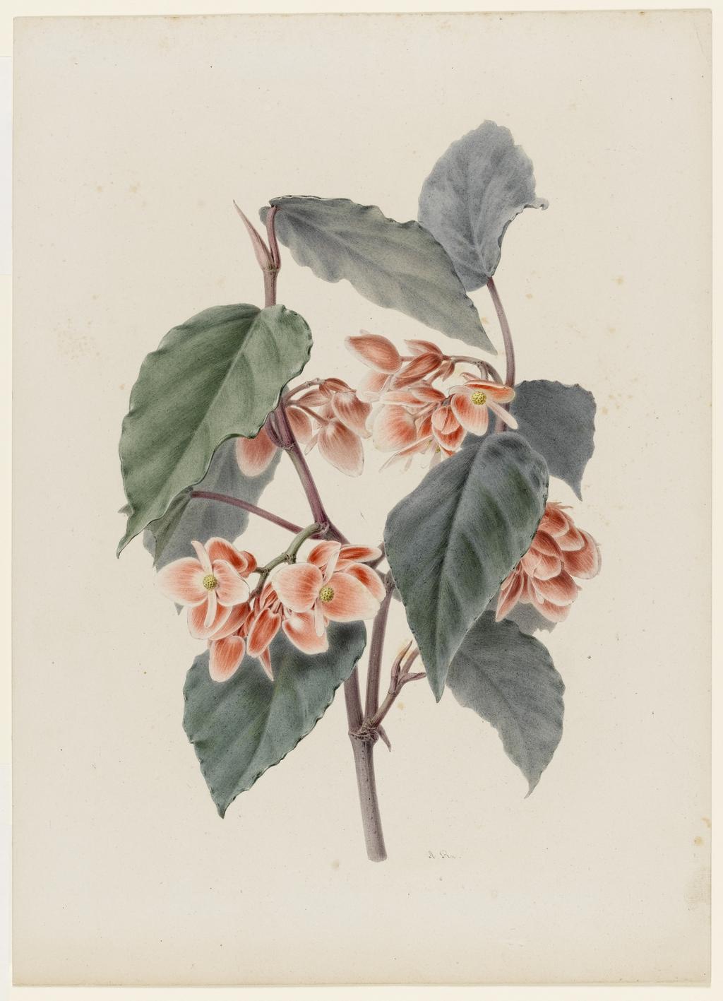 An image of Begonia. Riocreux, Alfred (French, 1820-1912). Watercolour and bodycolour on thin card, height 285 mm, width 205 mm.