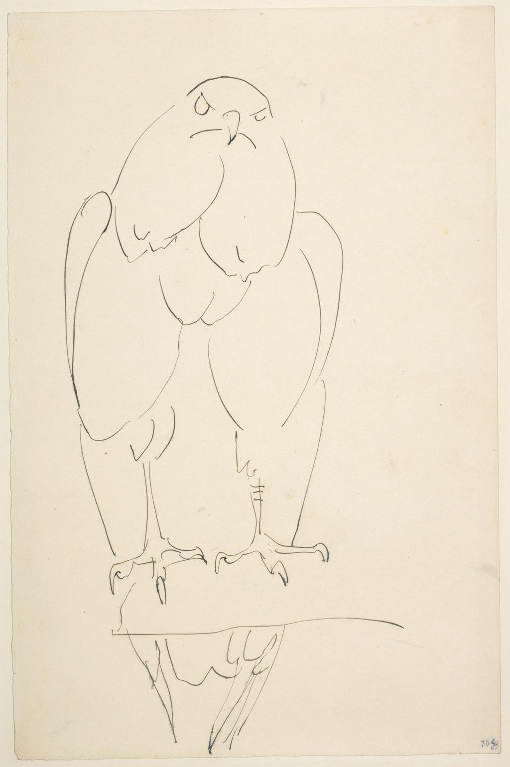 An image of Eagle on a perch. Gaudier-Brzeska, Henri (British, 1891-1915). Pen and blue-black writing ink on paper, height 386 mm, width 252 mm.