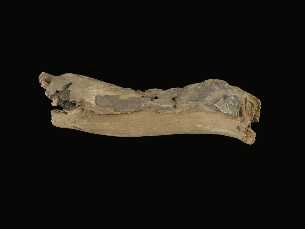 An image of Organic remains/miscellaneous remains. Vine, fragment. Production Place: Egypt. Find Spot: Amarna, el- Egypt. Wood, depth 0.03 m, length 0.125 m, width 0.03 m.