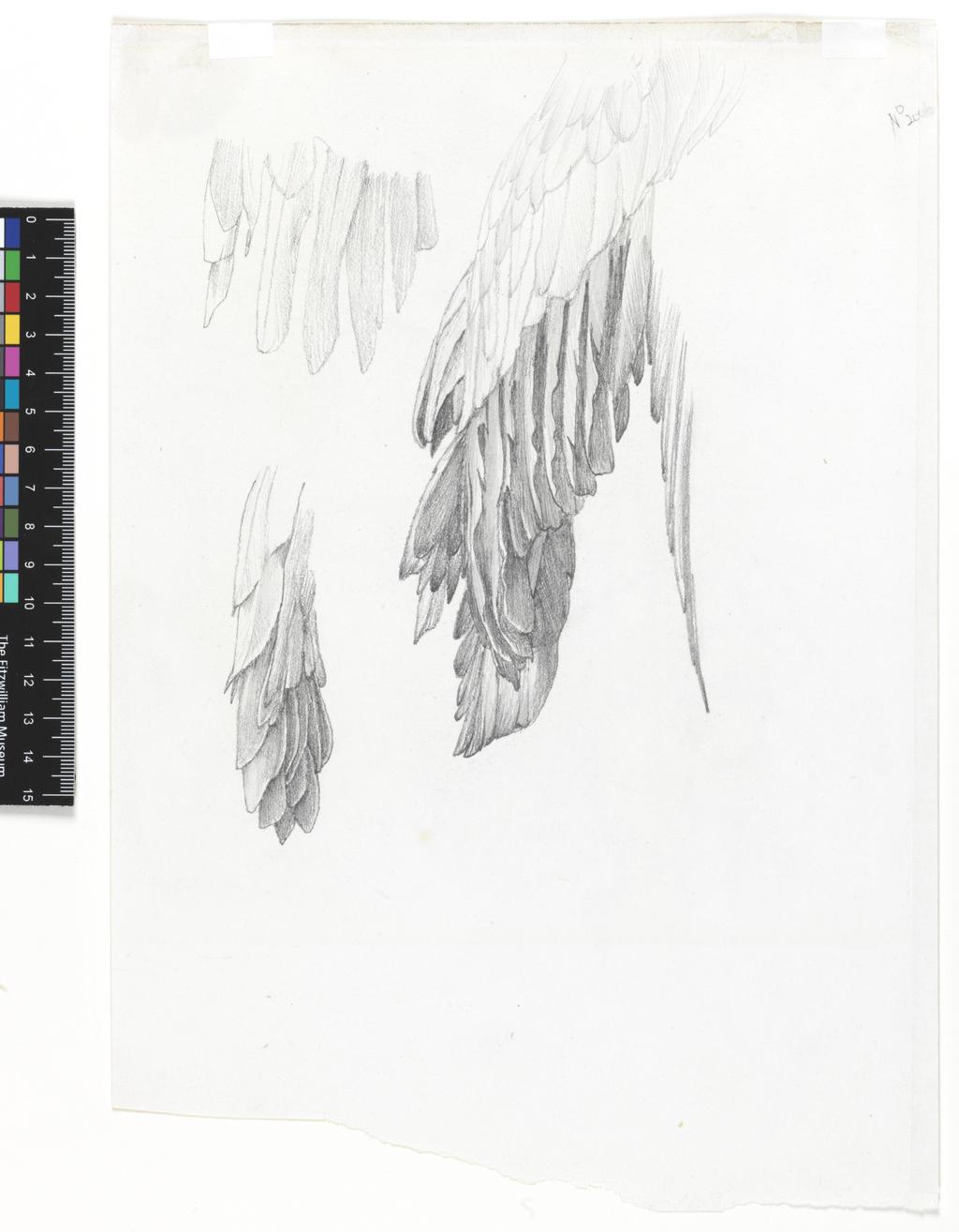 An image of Recto: Study of a budding sunflower. Verso: Study of wings. Studies for 'Love and the Pilgrim'. Burne-Jones, Edward (British, 1833-1898). Graphite on white cartridge paper, height 312 mm, width 211 mm. Production Note: 'Love and Pilgrim', (1896/97 Tate Gallery).