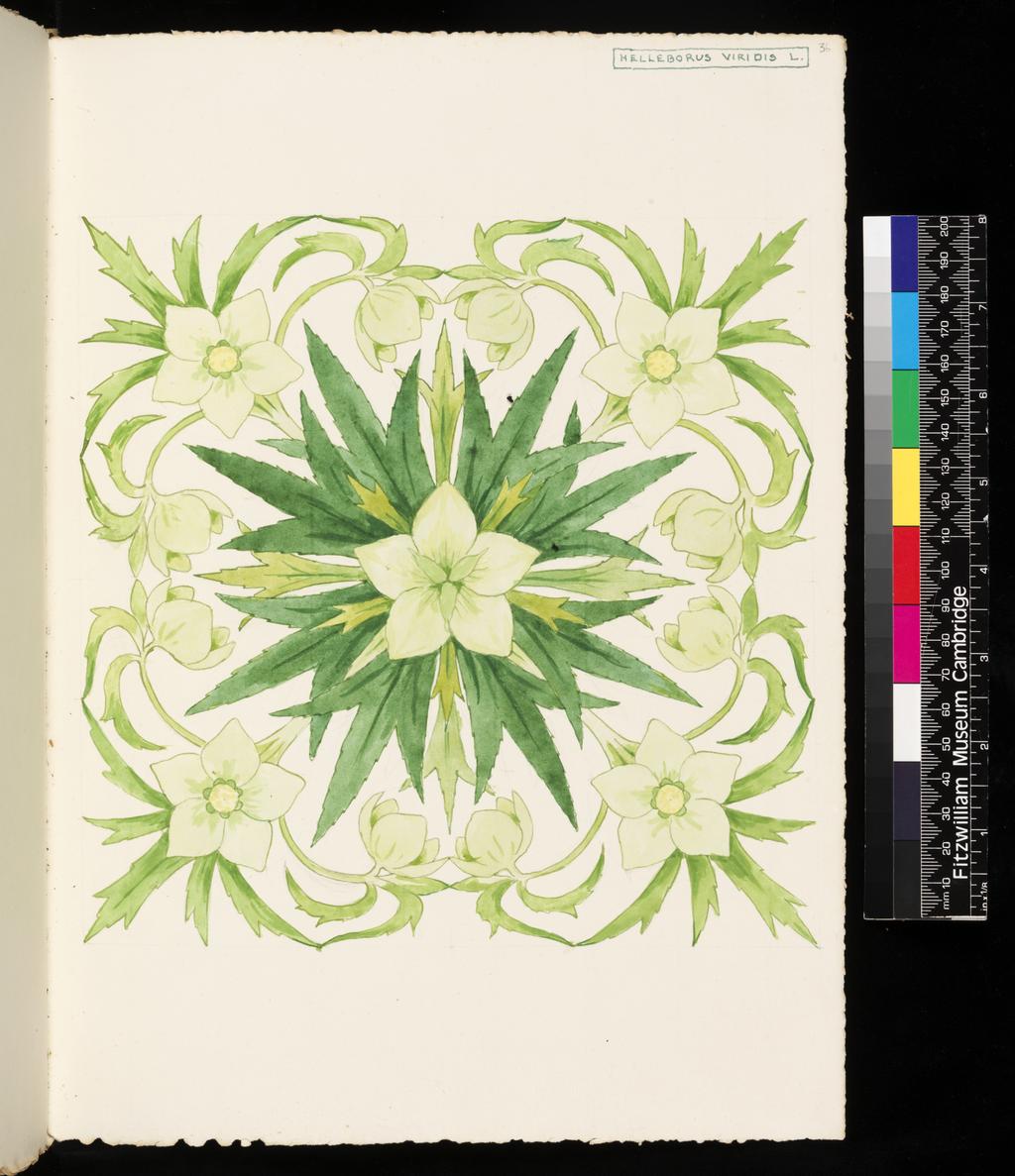 An image of Recto: Helleborus Viridis L. Verso: Blank. Bicknell, Clarence (British, 1842-1918). Watercolour over traces of graphite, surrounded by graphite line on all sides, on paper, height, leaf, 325 mm, width, leaf, 230 mm, 1911. Part of vellum bound sketchbook with brown leather cover details and closure straps. Contains 76 leaves. Front cover has a vertical rectangular box containing an acorn and oak leaf design in red and green inks, with the initials 'M.B.' (Margaret Berry).