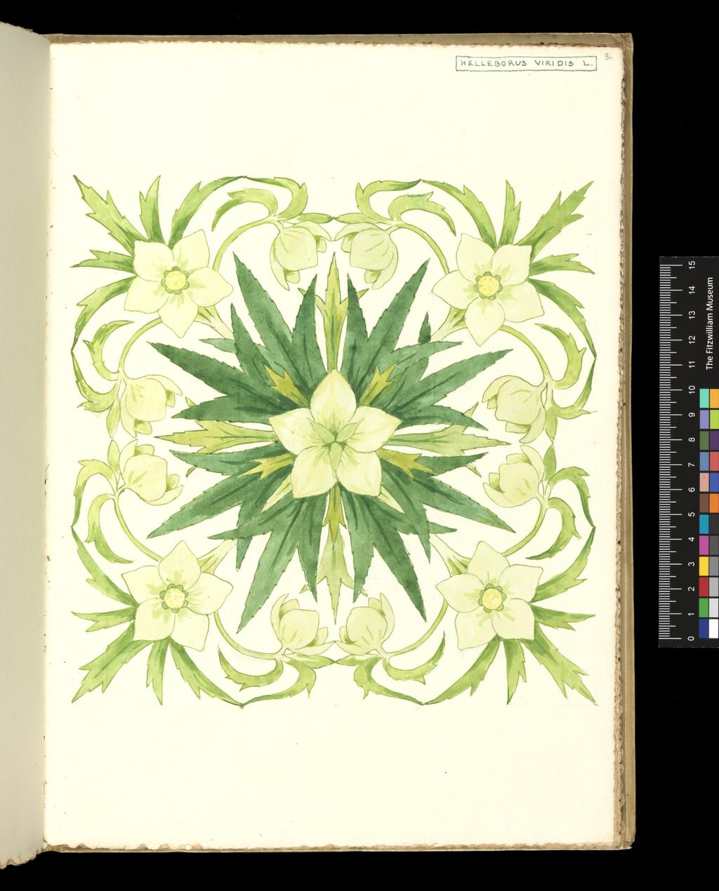 An image of Recto: Helleborus Viridis L. Verso: Blank. Bicknell, Clarence (British, 1842-1918). Watercolour over traces of graphite, surrounded by graphite line on all sides, on paper, height, leaf, 325 mm, width, leaf, 230 mm, 1911. Part of vellum bound sketchbook with brown leather cover details and closure straps. Contains 76 leaves. Front cover has a vertical rectangular box containing an acorn and oak leaf design in red and green inks, with the initials 'M.B.' (Margaret Berry).