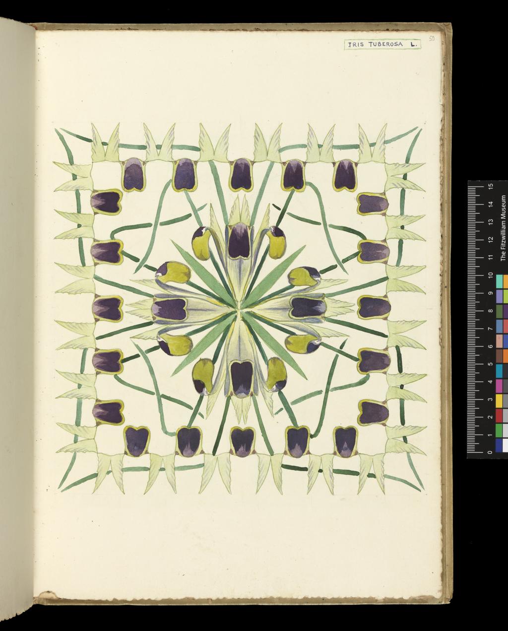 An image of Recto: Iris Tuberosa L. Verso: Blank. Bicknell, Clarence (British, 1842-1918). Watercolour over traces of graphite, surrounded by graphite line on all sides, on paper, height, leaf, 325 mm, width, leaf, 230 mm, 1911. Part of vellum bound sketchbook with brown leather cover details and closure straps. Contains 76 leaves. Front cover has a vertical rectangular box containing an acorn and oak leaf design in red and green inks, with the initials 'M.B.' (Margaret Berry).