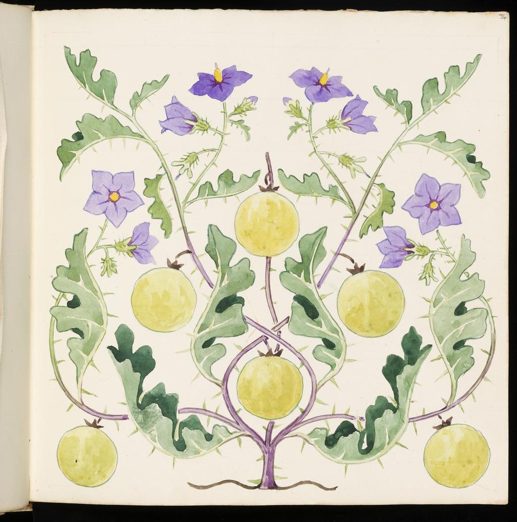 An image of Sketchbook. Spring Flowers Children's Picture-Book. Design consisting of flowers and leaves of Solanum Sodomae[?]m. Inscription, title of flower on recto of following leaf with small design of same: Cape Gooseberry. Bicknell, Clarence (British, 1842-1918). Recto: watercolour over graphite. Verso: watercolour on paper. 1904.
