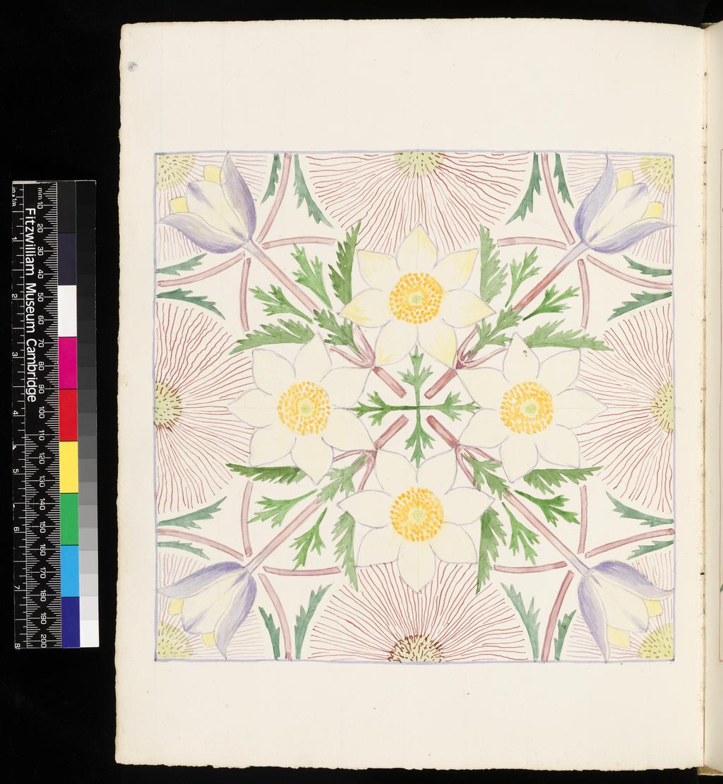 An image of Wild Flowers of Val Fontanalba and neighbourhood. Recto: Scutellaria alpina. Verso: Pulsatilla alpina. Bicknell, Clarence (British, 1842-1918). Watercolour over graphite, surrounded on all sides by drawn lines, on paper, height, leaf, 326 mm, width, leaf, 253 mm, recto 1908. Vellum bound sketchbook containing 64 leaves. The covers decorated with two brown leather bands, with ornamental vellum stitching. There are the remains of cover closure straps, front and back. The recto of each leaf drawn 1908, the verso, 1909.