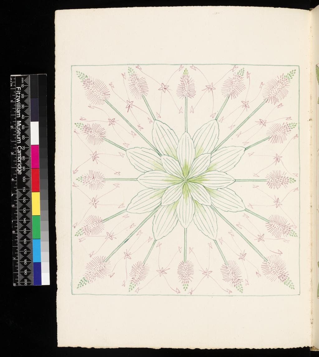 An image of Wild Flowers of Val Fontanalba and neighbourhood. Rosa pendulina. Primula intricata. Bicknell, Clarence (British, 1842-1918). Watercolour over graphite, surrounded on all sides by drawn lines, on paper, height, leaf, 326 mm, width, leaf, 253 mm, 1908. Vellum bound sketchbook containing 64 leaves. The covers decorated with two brown leather bands, with ornamental vellum stitching. There are the remains of cover closure straps, front and back. The recto of each leaf drawn 1908, the verso, 1909.
