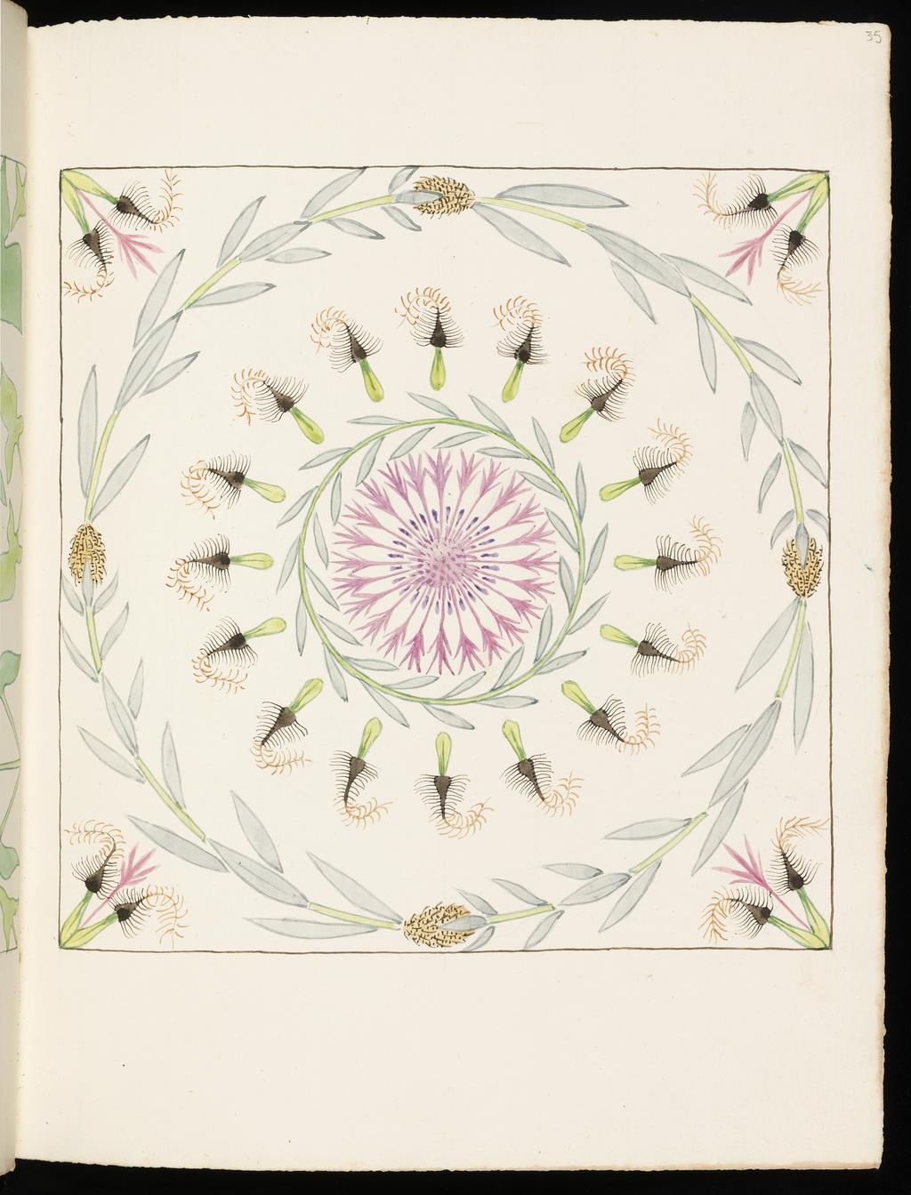 An image of Wild Flowers of Val Fontanalba and neighbourhood. Centaurea uniflora. Saponaria ocymoides. Bicknell, Clarence (British, 1842-1918). Watercolour over graphite, surrounded on all sides by drawn lines, on paper, height, leaf, 326 mm, width, leaf, 253 mm, recto 1908. Vellum bound sketchbook containing 64 leaves. The covers decorated with two brown leather bands, with ornamental vellum stitching. There are the remains of cover closure straps, front and back. The recto of each leaf drawn 1908, the verso, 1909.