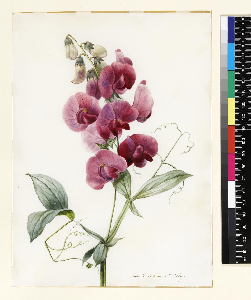 An image of Lathyrus Latifolius (Everlasting Pea). Louise d'Orleans (French, 1812-185?). Watercolour with some bodycolour on vellum. Height: 226 mm, width: 165 mm. 1829.