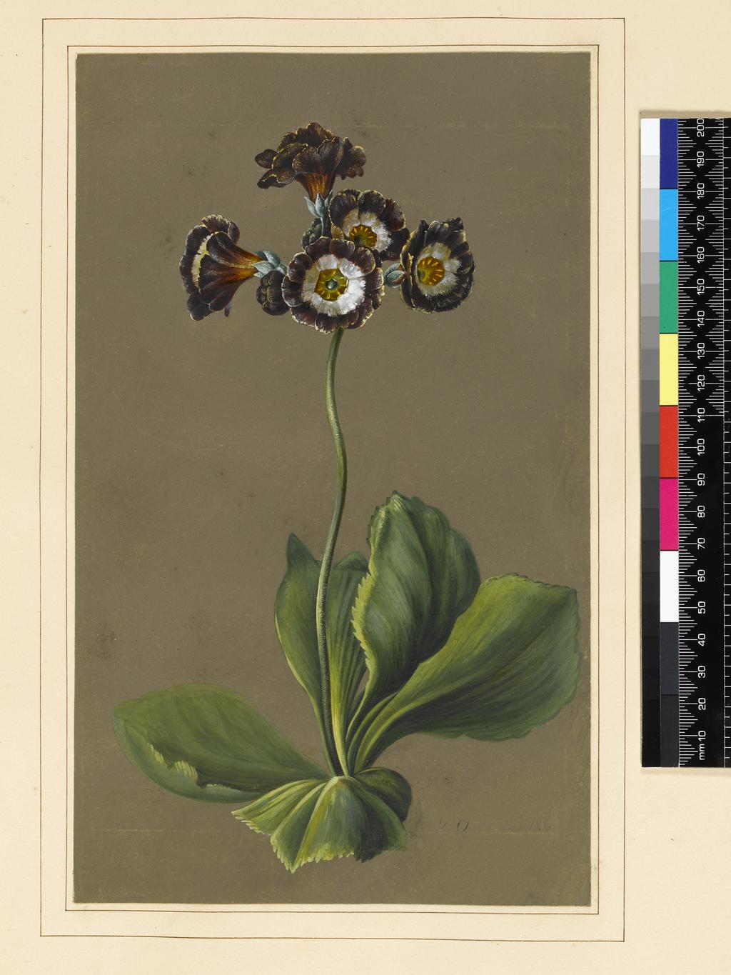 An image of Hybrid Auricula. Louise d'Orleans (French, 1812-185?). Bodycolour on paper with a prepared ground. Height: 268 mm, width: 163 mm. 1830.