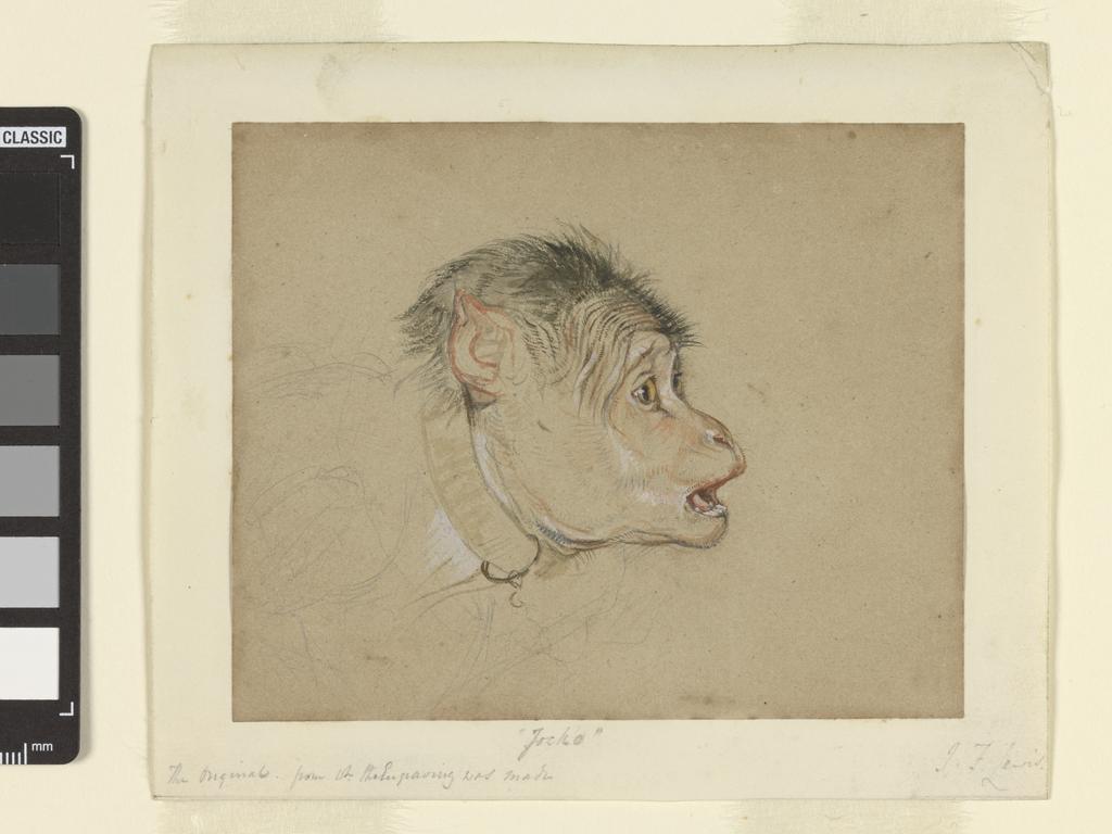 An image of 'Jocko', an Indian macaque monkey. Lewis, John Frederick (British, 1805-1876). Graphite and watercolour, heightened with white, on buff paper, height, sheet, 98 mm, width, sheet, 120 mm, 19th century. Sir Ivor and Lady Batchelor Bequest.