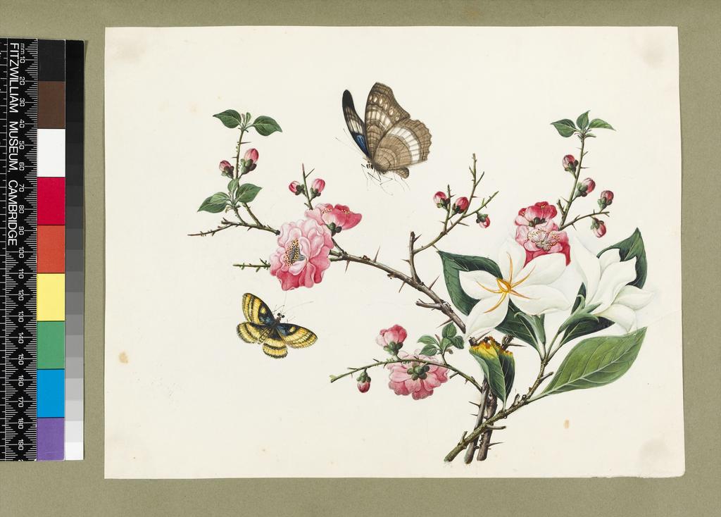 An image of Title/s: Japonica sp. magnolia 
Maker/s: Unknown (draughtsman
School/Style: Chinese 
Technique Description: watercolour and some bodycolour over traces of graphite on white paper, tipped in on green album page 
Dimensions: height: 212 mm, width: 272 mm

 
 
