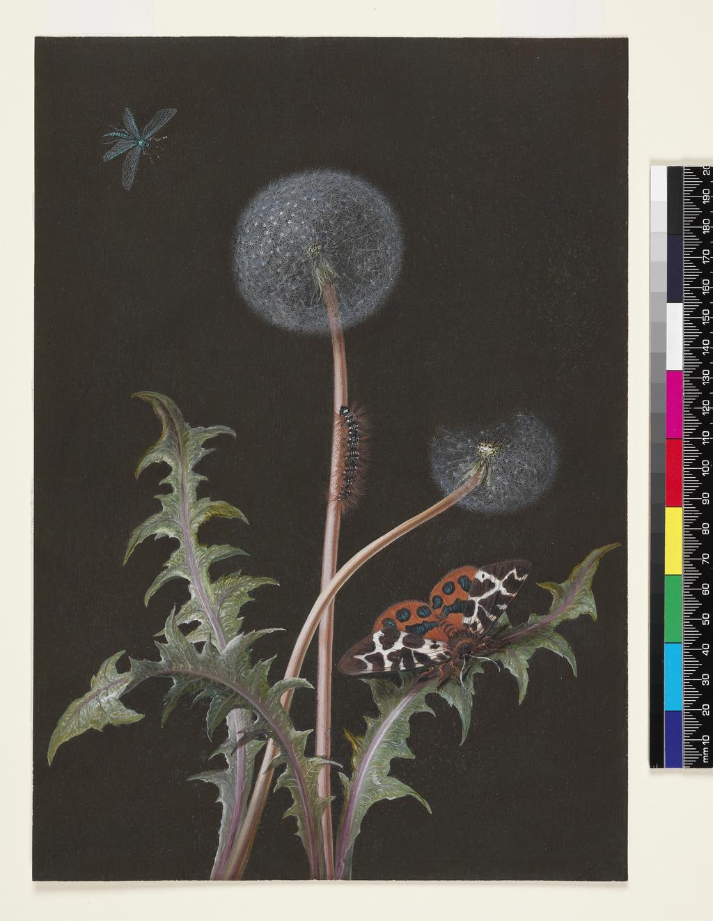 An image of Taraxacum Officinale. Dietzsch, Margaretha Barbara (German, 1716-1795). Watercolour, bodycolour and gum Arabic on prepared light brown ground on vellum, height 280 mm, width 198 mm. Related Object: PD.379-1973 - Mauve Stock.