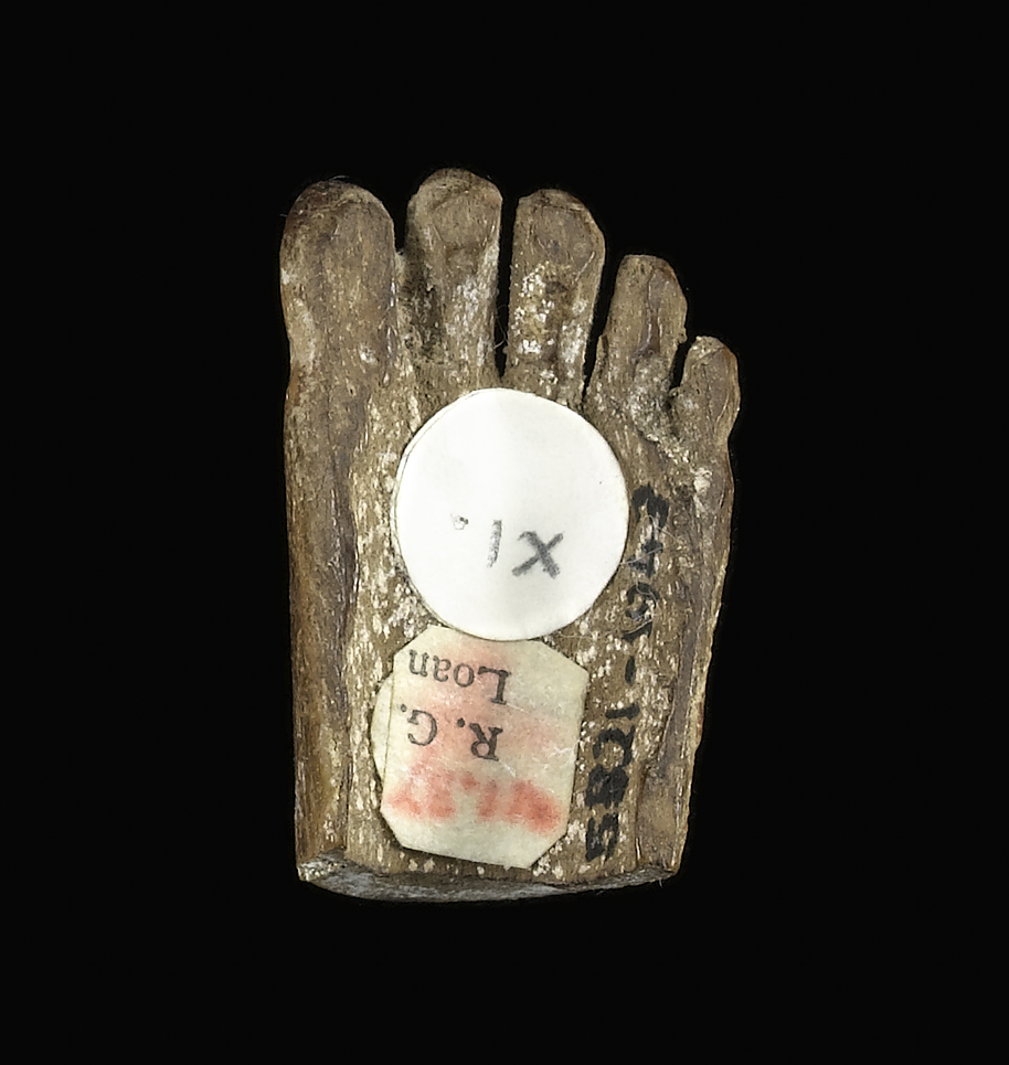 An image of Part of a left foot. Production Place: Egypt. Wood, height 0.012 m, length 0.029 m, width 0.015 m.