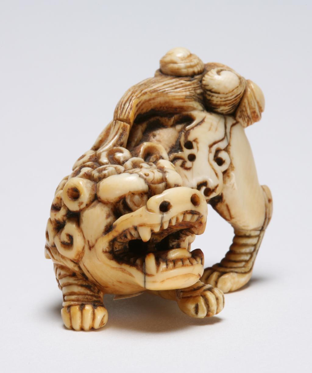 An image of Netsuke. Unknown carver, Japan. A Shishi roaring, crouching and raising its tail high with its mouth wide open. Ivory, carved, 1800-1830. Japanese. Edo Period (1615-1868).
