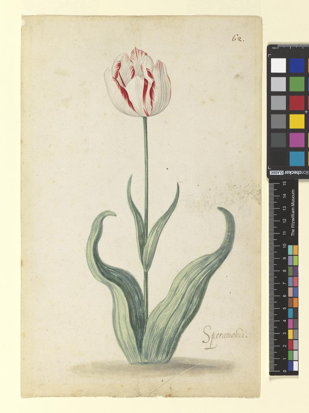 An image of Tulip. Bosschaert, Ambrosius, the younger, attributed to (Dutch, 1609-1645). Watercolour on paper, c. 1640.