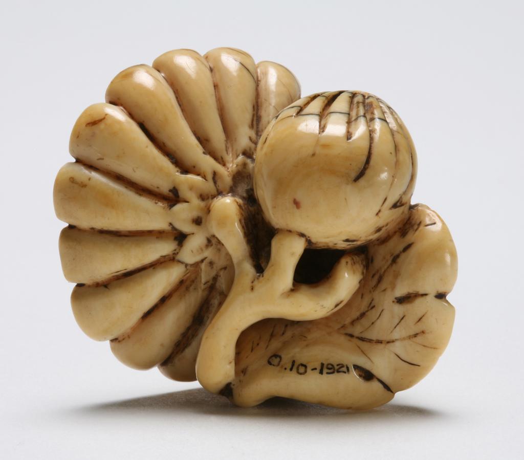 An image of Netsuke. Unknown maker, Japan. A chrysanthemum in flower, one in bud and a leaf. Ivory, carved and stained, width 5 cm.