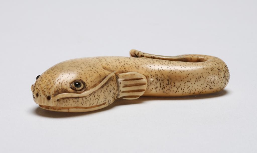 An image of Netsuke. Unknown maker, Japan. A cat fish (earthquake fish) with its tail curled back. The eyes are inlaid with glass. Ivory, carved, 1950-2000.