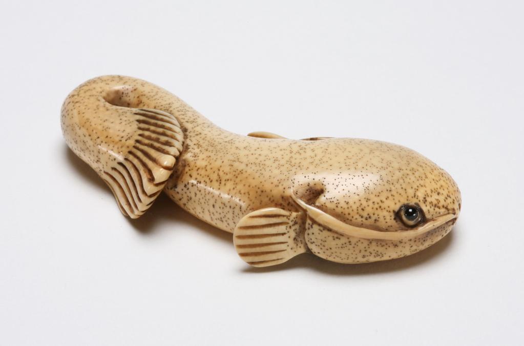 An image of Netsuke. Unknown maker, Japan. A cat fish (earthquake fish) with its tail curled back. The eyes are inlaid with glass. Ivory, carved, 1950-2000.