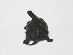 An image of Turtle