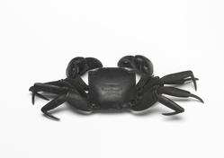 An image of Crab