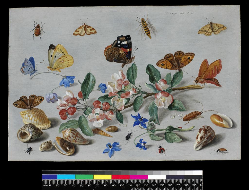 An image of Butterflies and other insects. Kessel, Jan van I (Flemish, 1626-1679). Oil on copper, height 19.3 cm, width 29 cm, 1661.